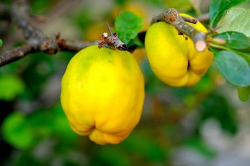 Dunja – „zlatna jabuka“