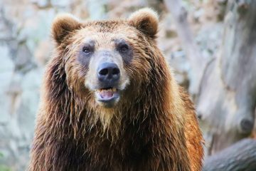 „Iš’o medo u dućan“: veliki smeđi medvjed za sebe je odabrao najbolje slatkiše